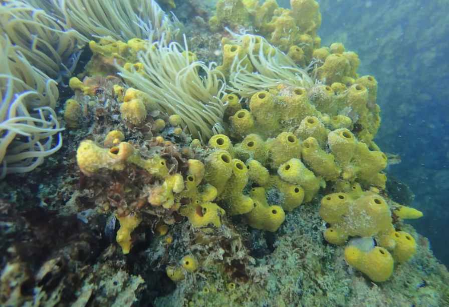 Acquatica Scuba ASD