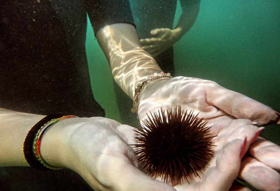 Acquatica Scuba ASD