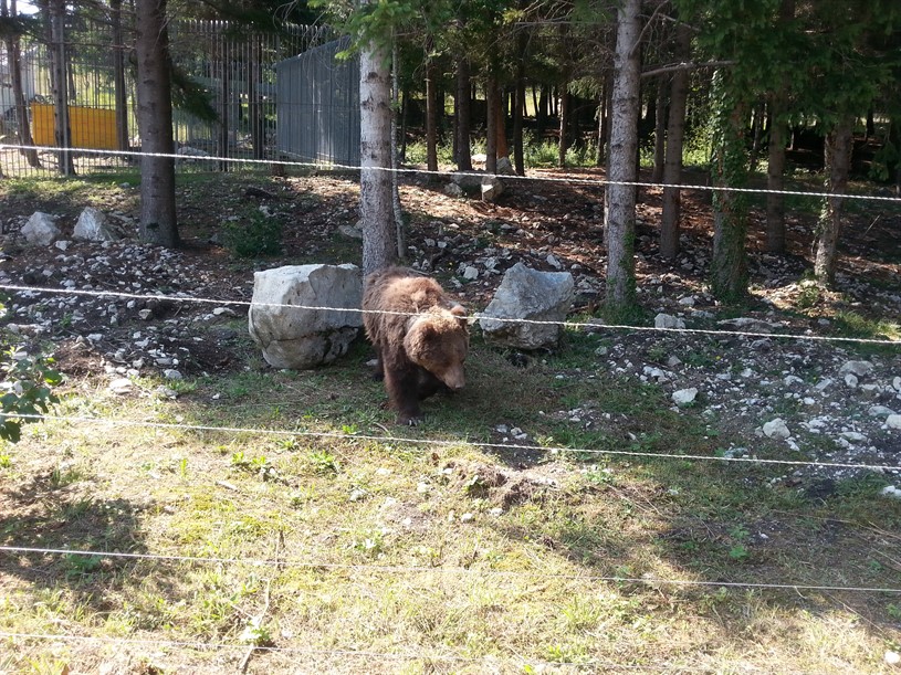 Area Faunistica dell'Orso Bruno Palena Cosa visitare