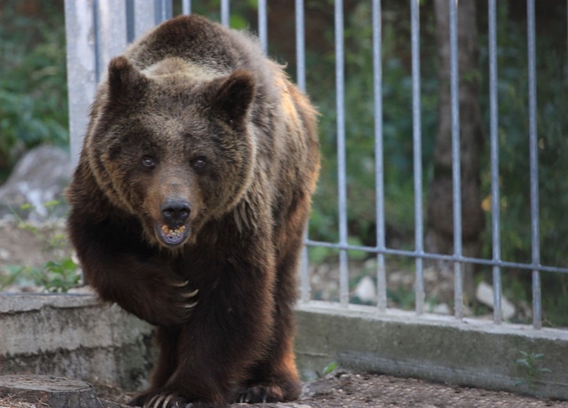 Area Faunistica dell'Orso Bruno Palena Cosa visitare