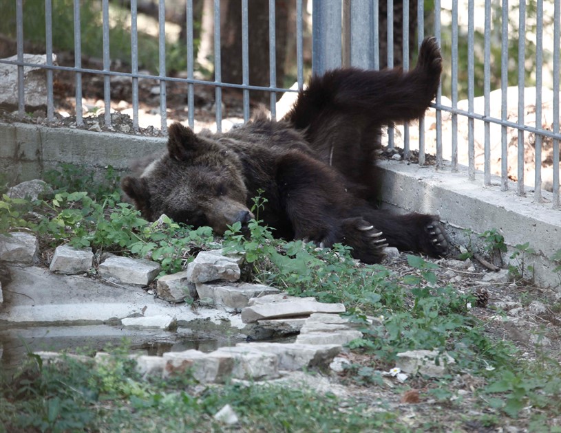 Area Faunistica dell'Orso Bruno Palena Cosa visitare