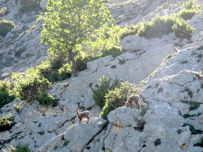 Area Faunistica del Camoscio Appenninico