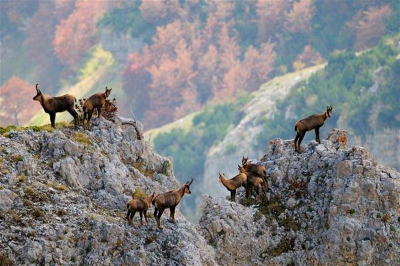 Area Faunistica del Camoscio Appenninico