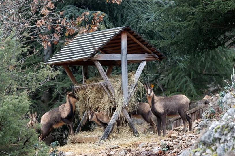 Area Faunistica del Camoscio Appenninico