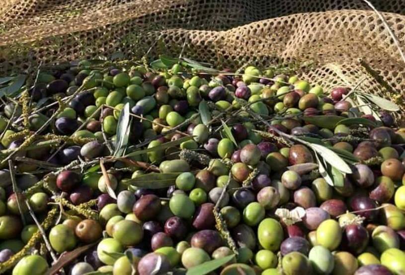 Azienda Agricola Bracciale