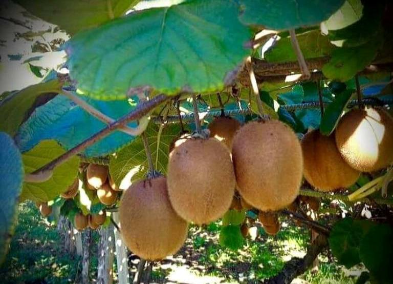 Azienda Agricola Bracciale
