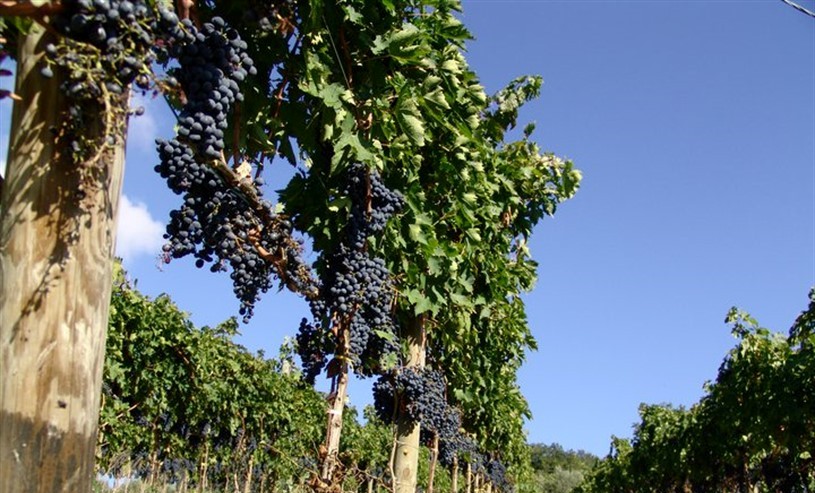 Azienda Tilli Casoli 