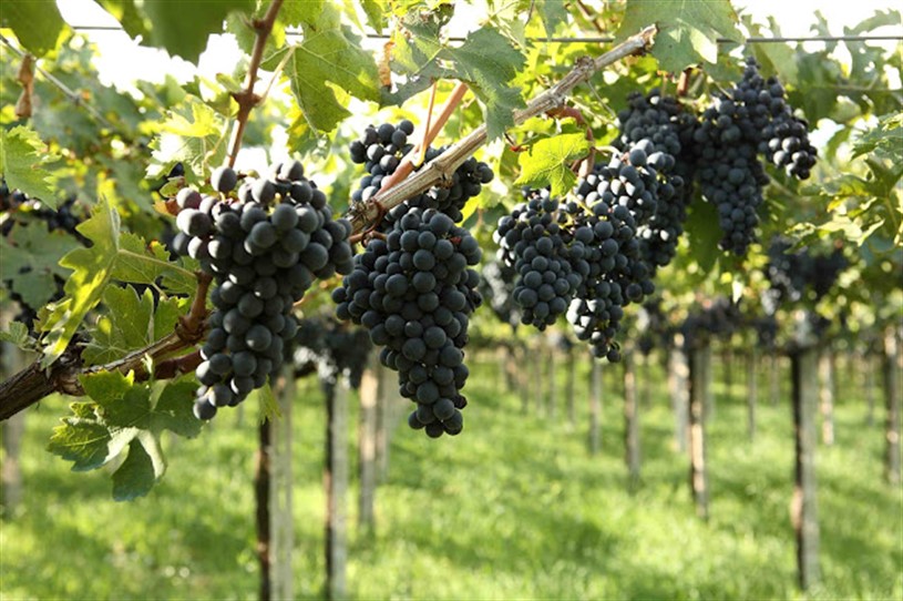 Cantina Colle Moro Soc. Coop. Agricola Frisa 