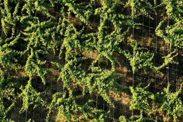 Cantina Sangro Soc. Coop. Fossacesia