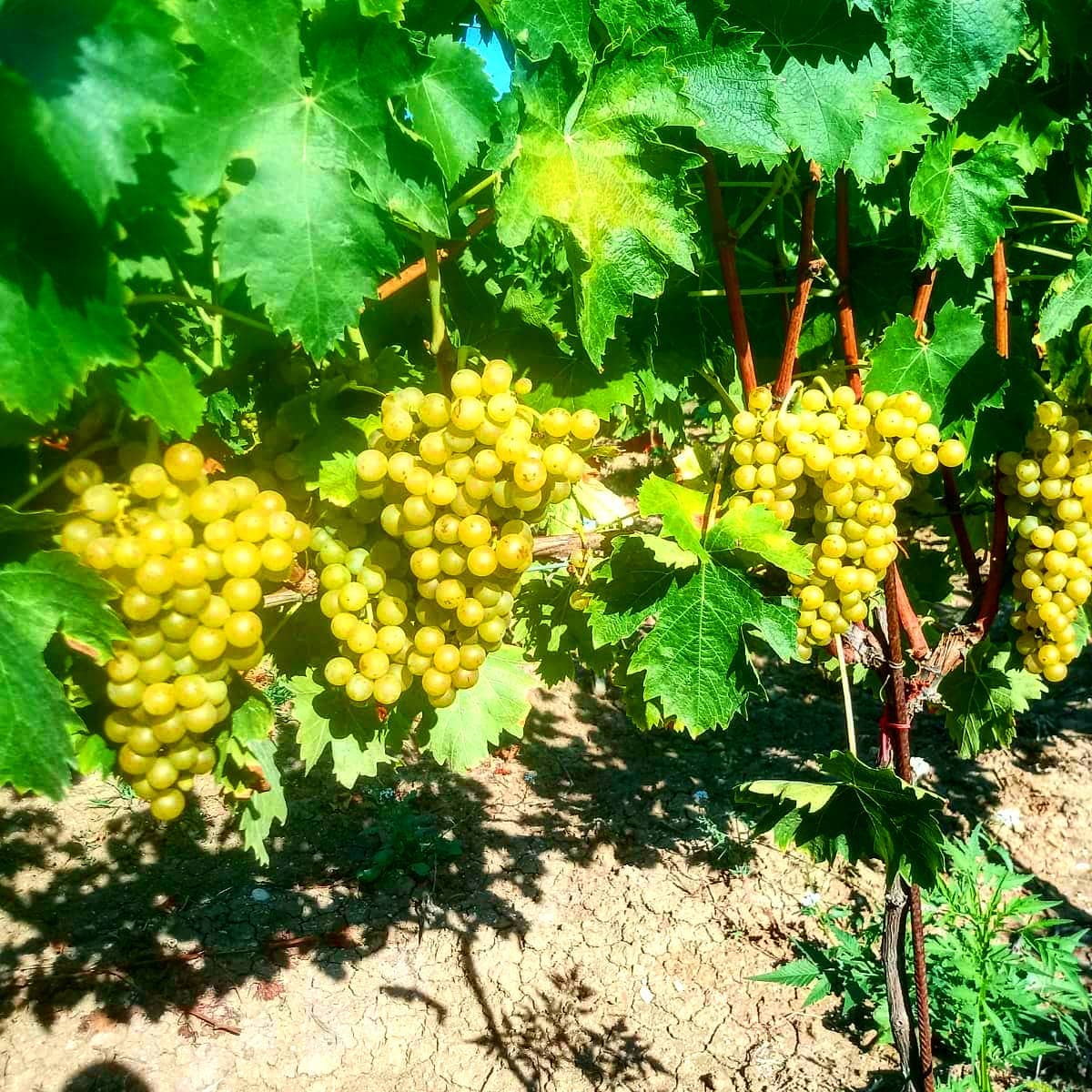Cantine Caravaggio