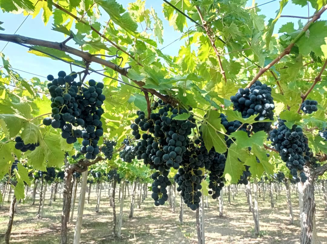 Azienda Agricola La Vinarte Santa Maria Imbaro