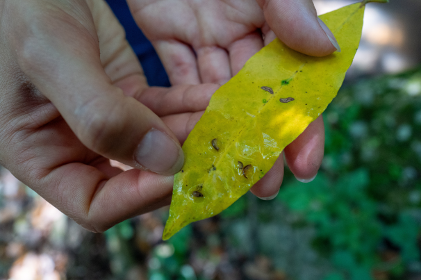 Riserva Naturale Regionale Grotta delle Farfalle Rocca San Giovanni
