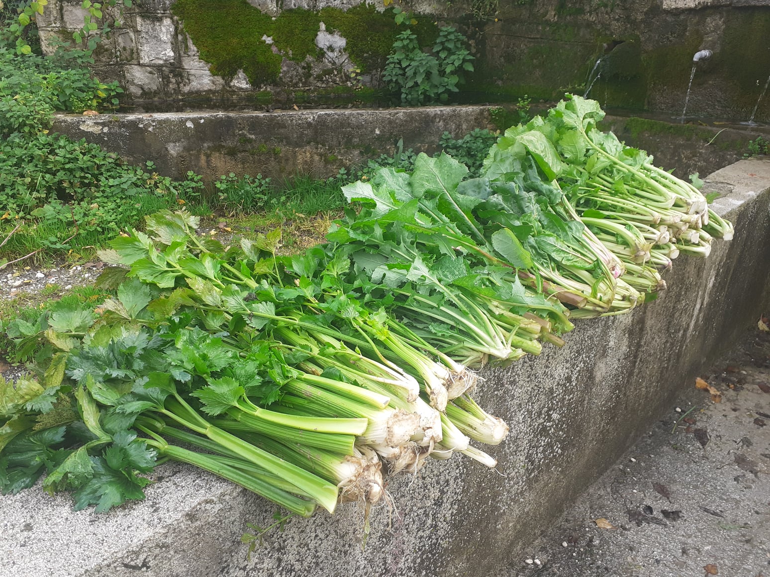 Sedano Nero delle Coste di Torricella Peligna