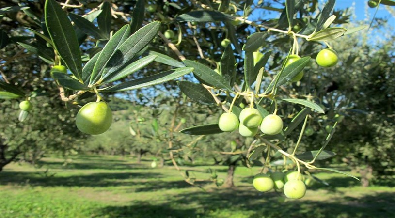 Trappeto di Caprafico Casoli