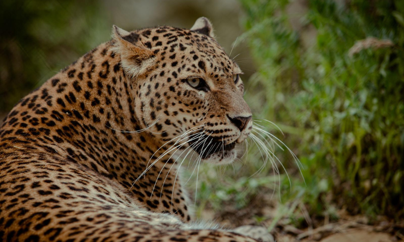 Zoo d'Abruzzo Rocca San Giovanni