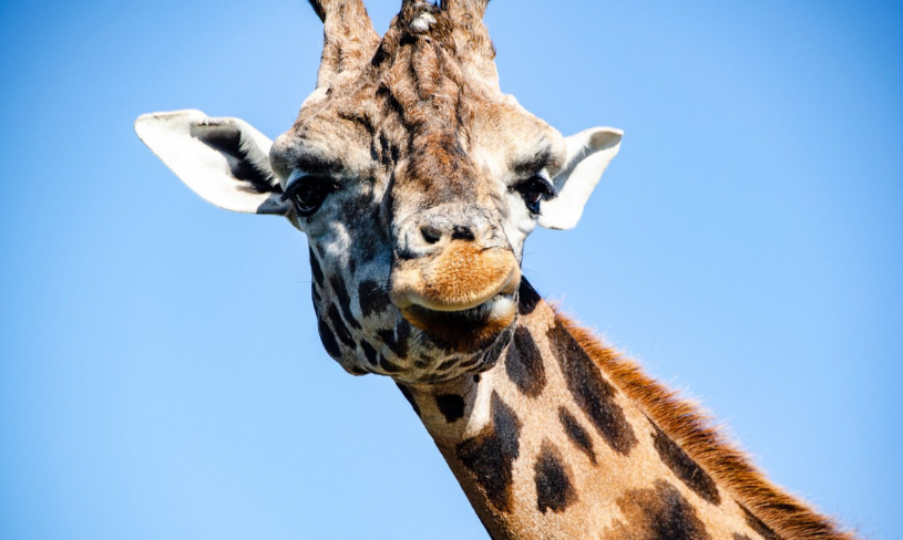 Zoo d'Abruzzo Rocca San Giovanni