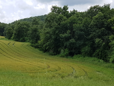 BOSCO PAGANELLO